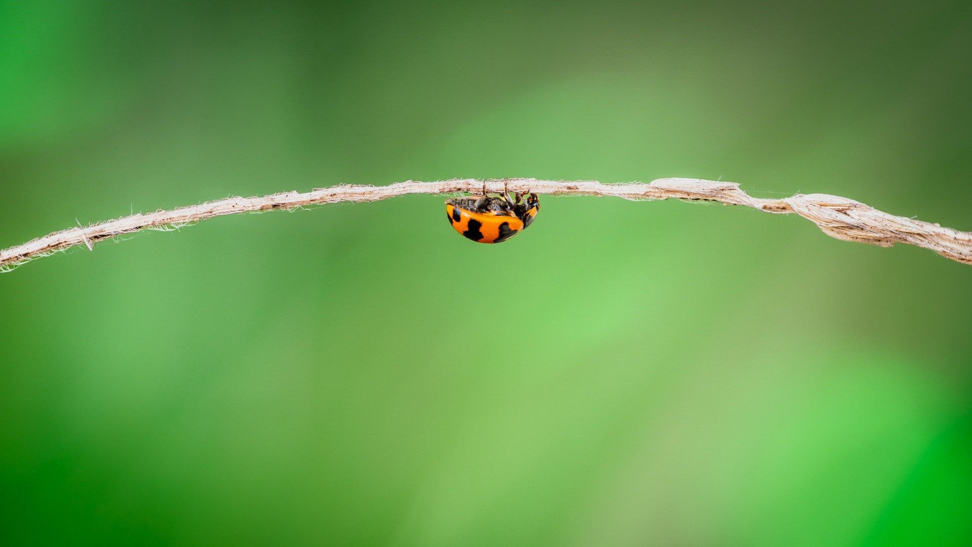 SUNY Cannabis Conference